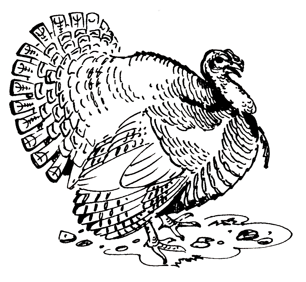 realistic turkey coloring pages