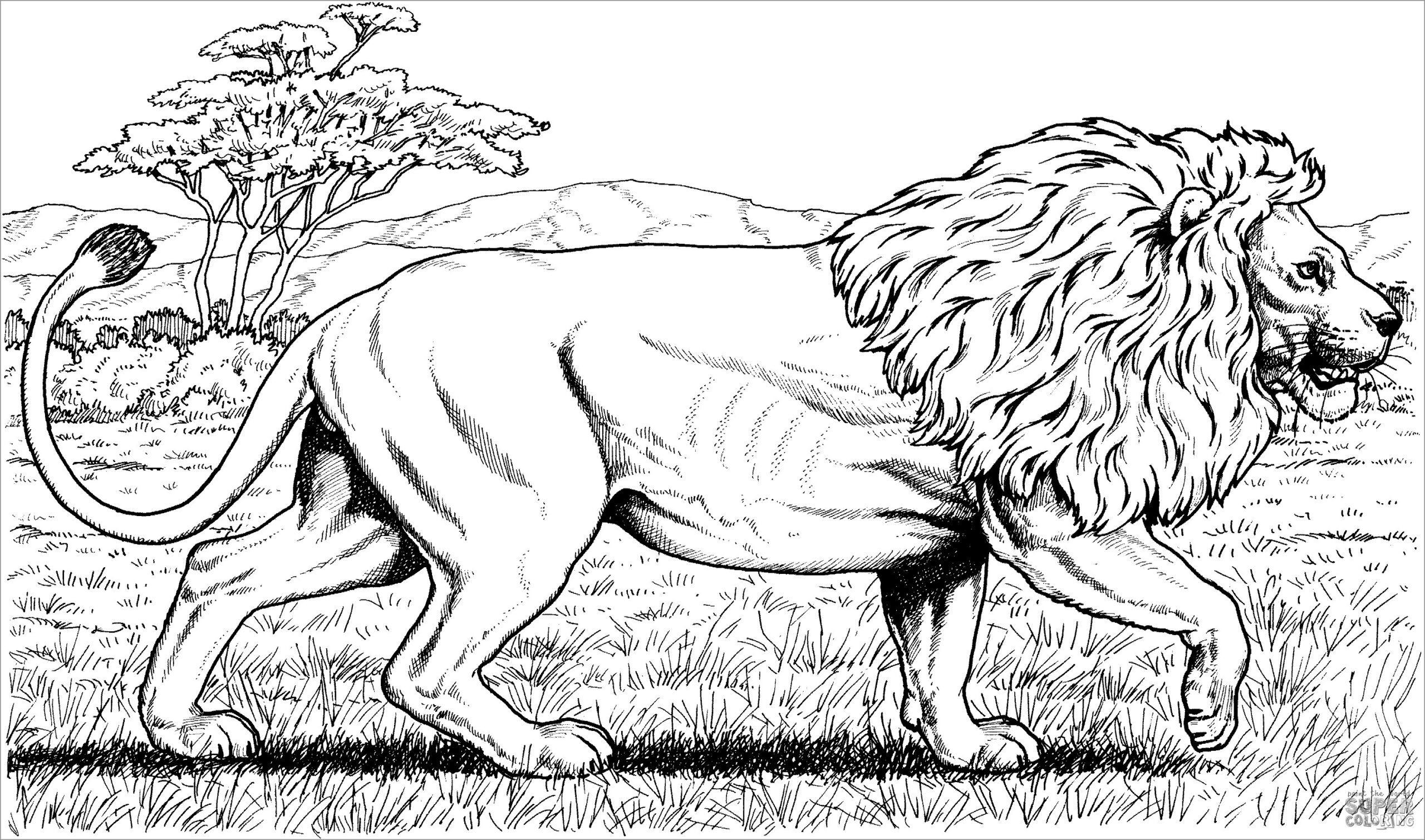 Realistic Walking African Lion Coloring Page ColoringBay Realistic Walking African Lion Coloring Page ColoringBay