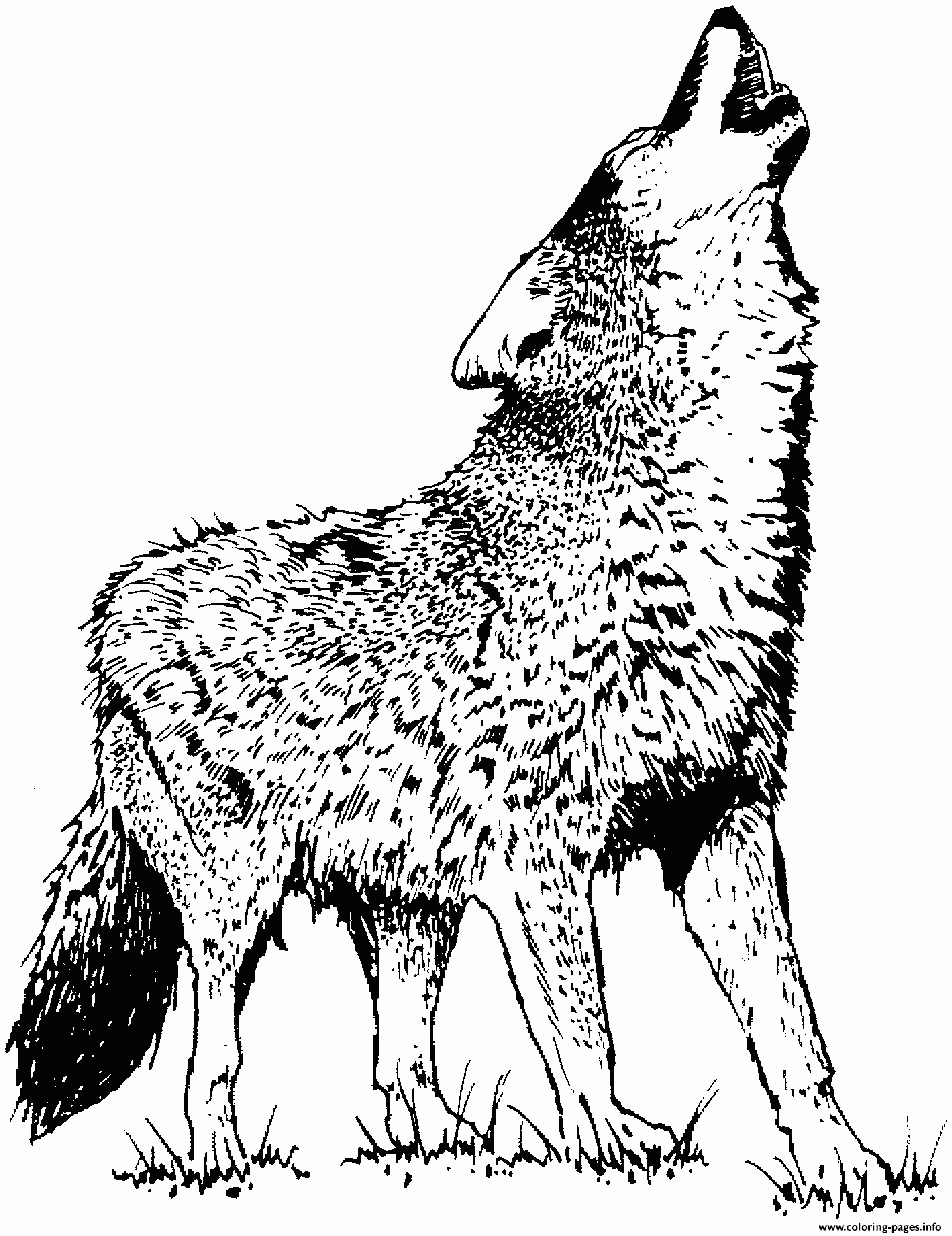 realistic wolf coloring pages