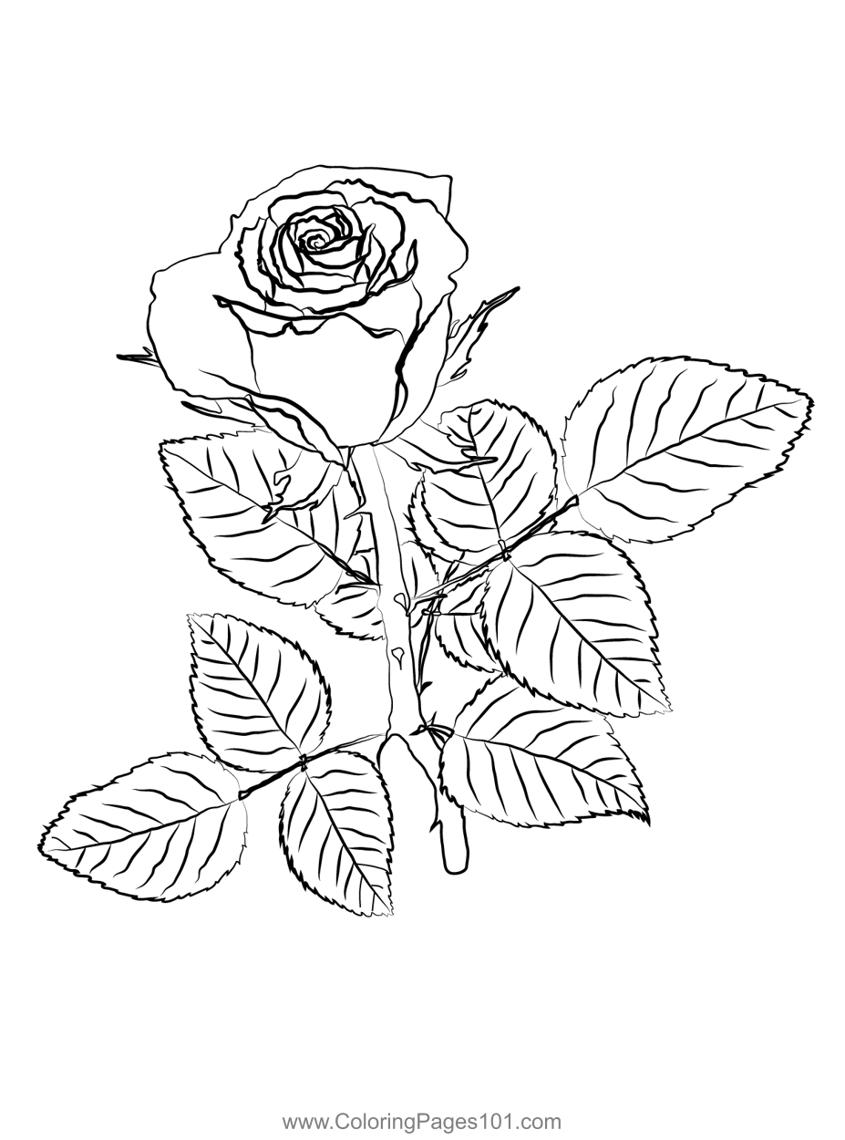 Red Rose Coloring Page For Kids Free Rose Printable Coloring Pages Red Rose Coloring Page For Kids Free Rose Printable Coloring Pages