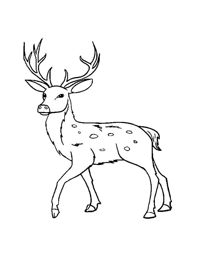 Reindeer Drawing Template Coloring Page