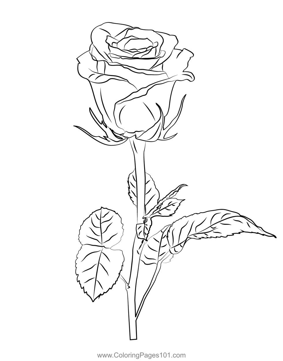 Rose Coloring Page For Kids Free Rose Printable Coloring Pages Online Rose Coloring Page For Kids Free Rose Printable Coloring Pages Online