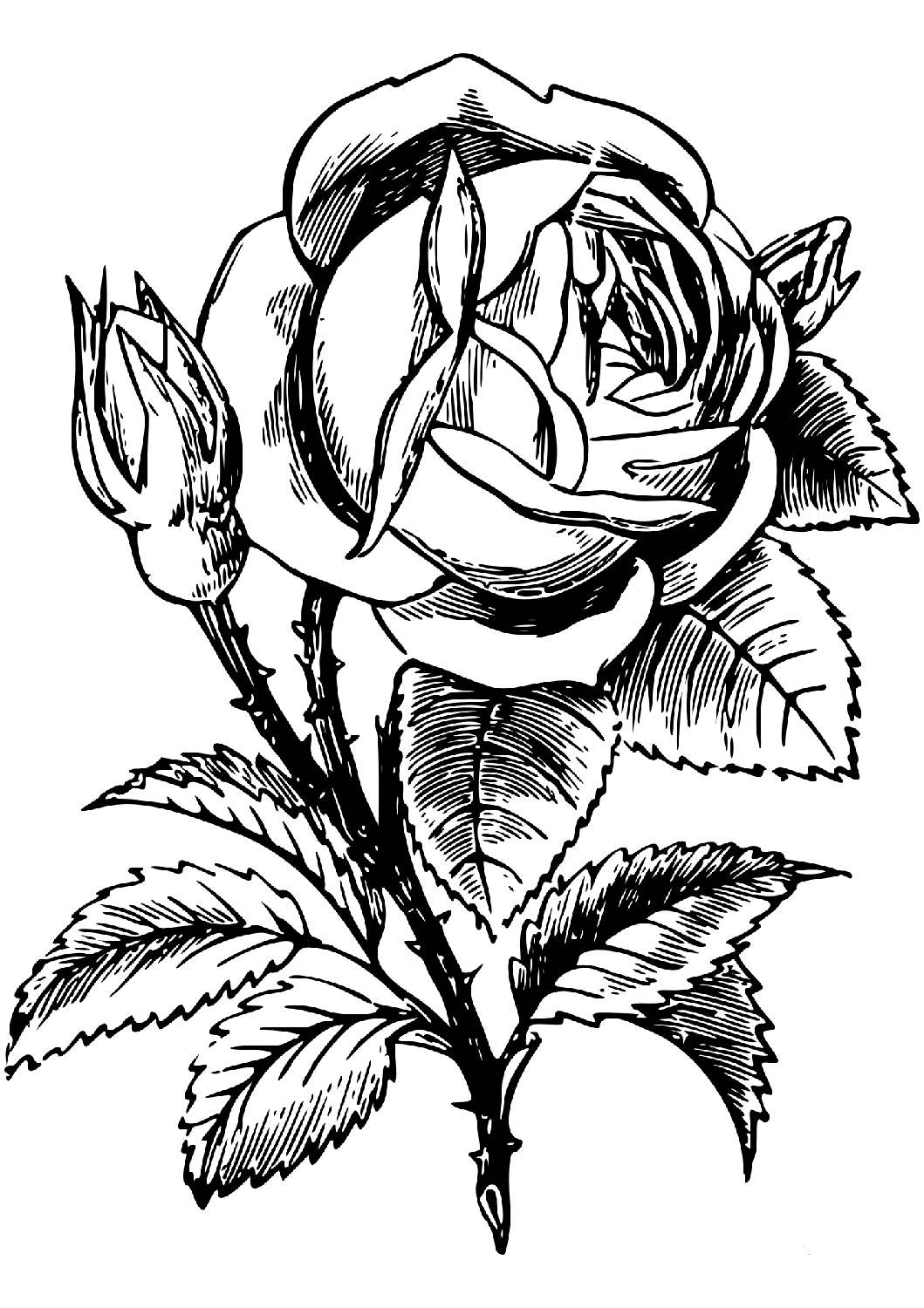 Rose Coloring Page Free Printable Coloring Pages Rose Coloring Page Free Printable Coloring Pages