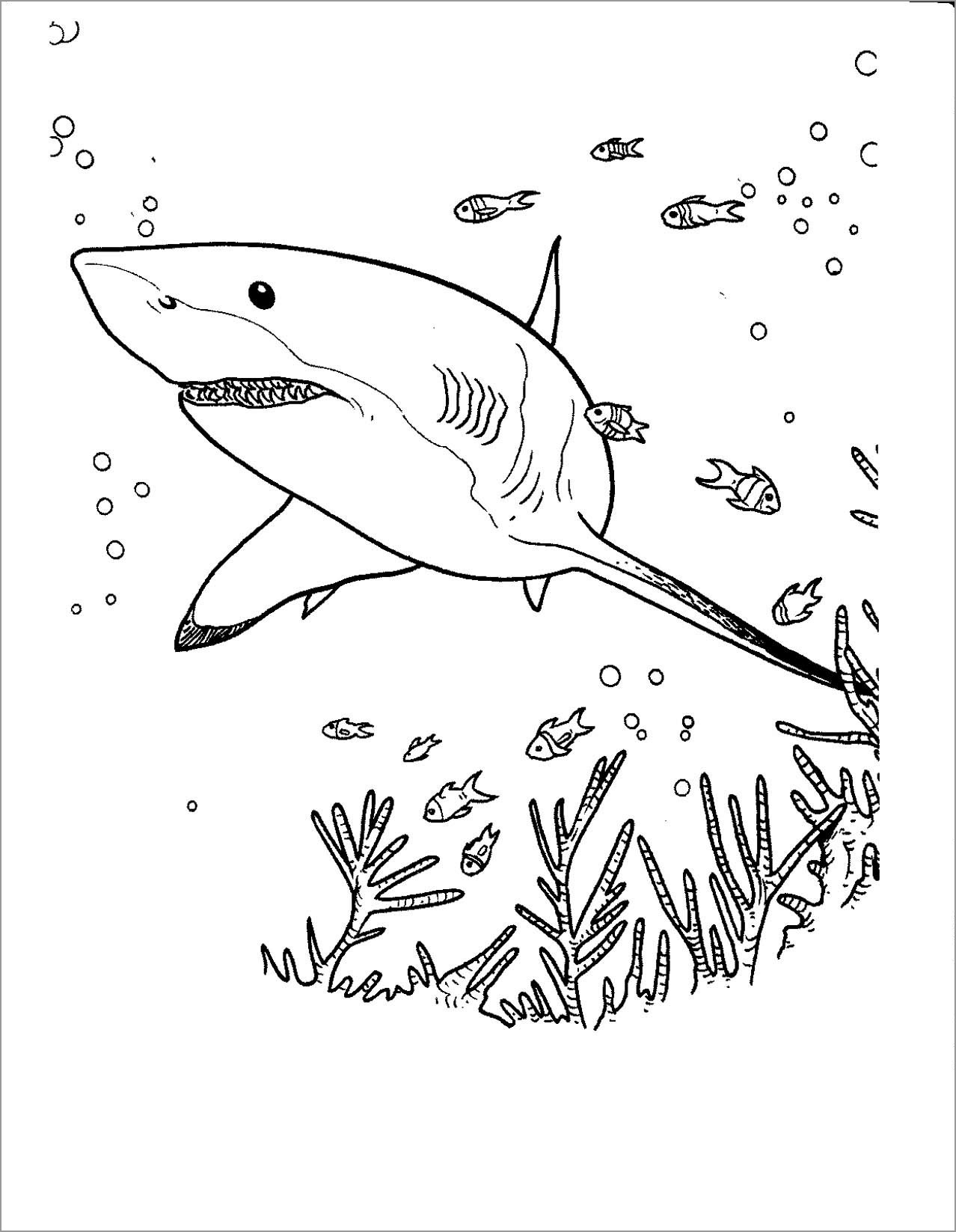shark coloring page free