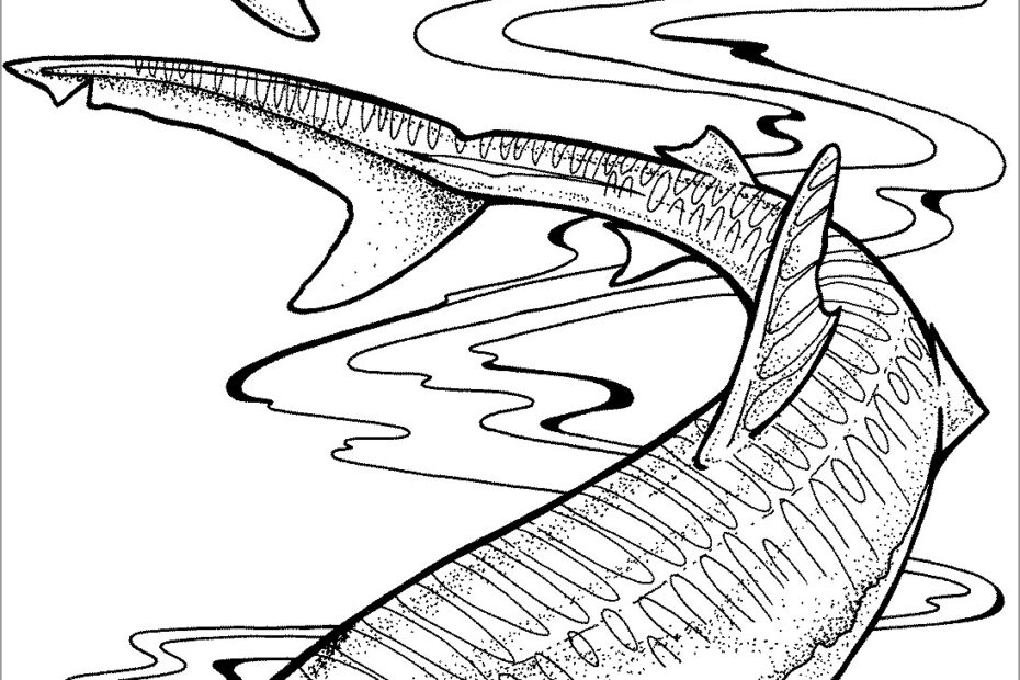 Shark Coloring Pages For Adults ColoringBay