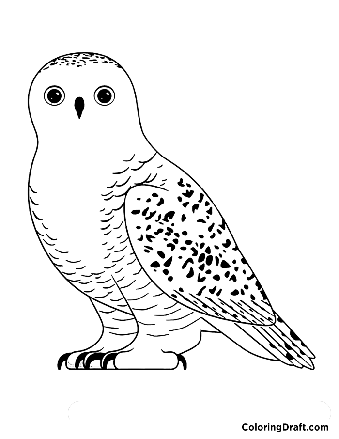 Owl Coloring Pages Owl Coloring Pages