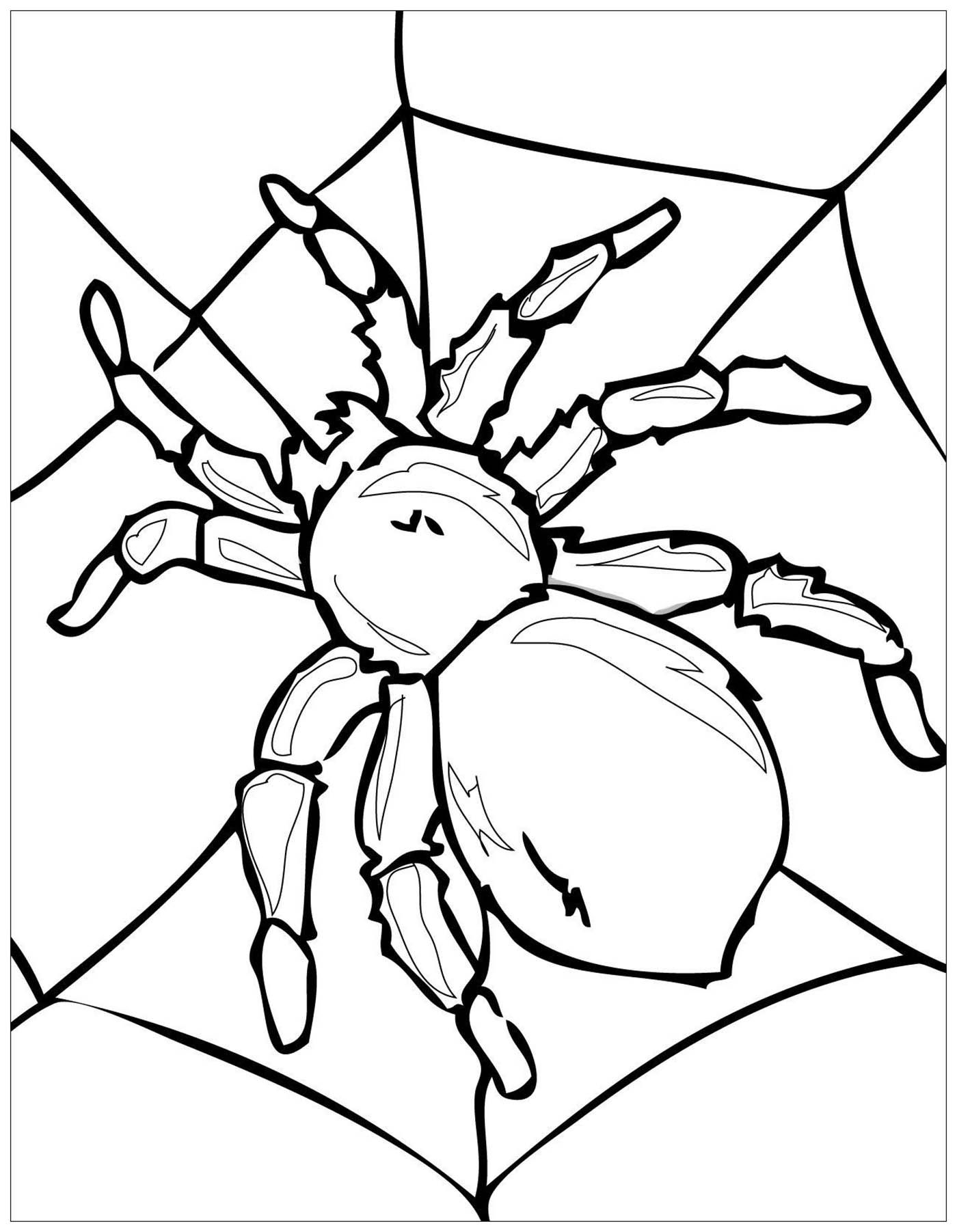 Spider Insects Coloring Page For Kids Spider Insects Coloring Page For Kids