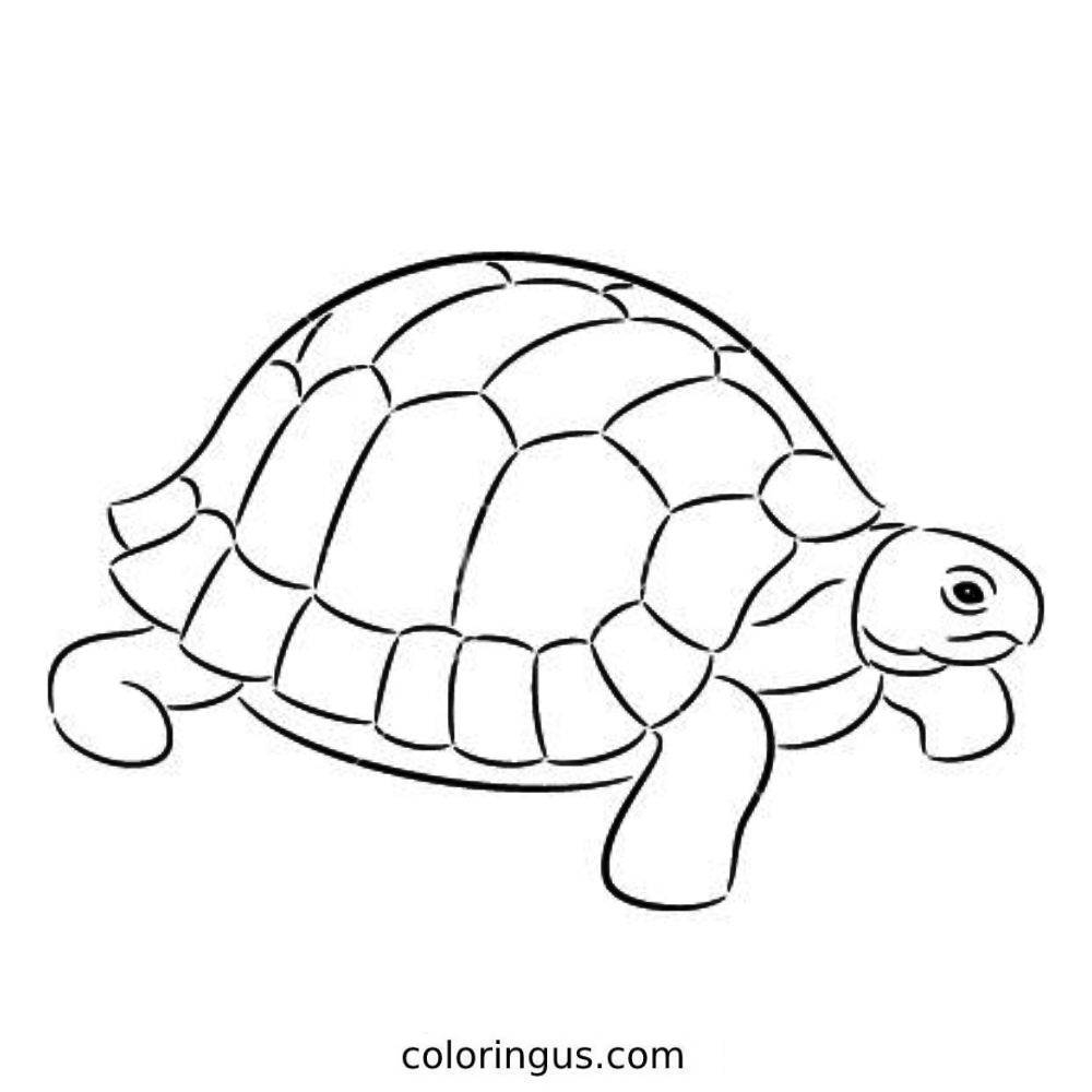 Turtle Coloring Pages Free Printable PDF Turtle Coloring Pages Free Printable PDF