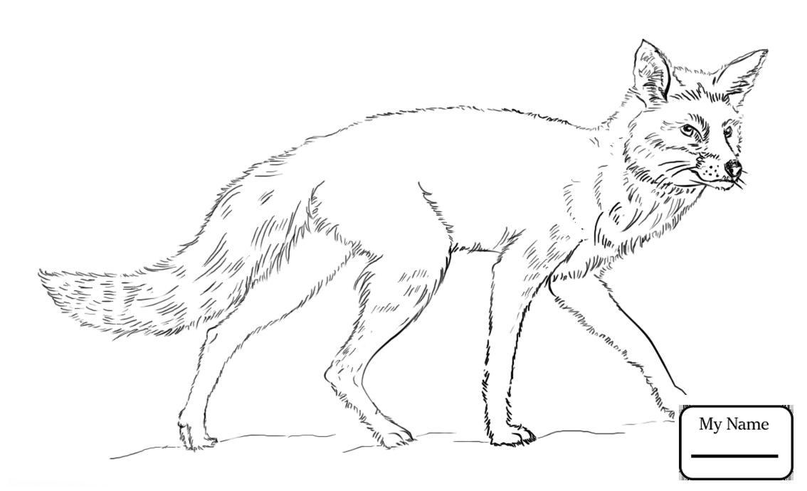 realistic fox coloring page