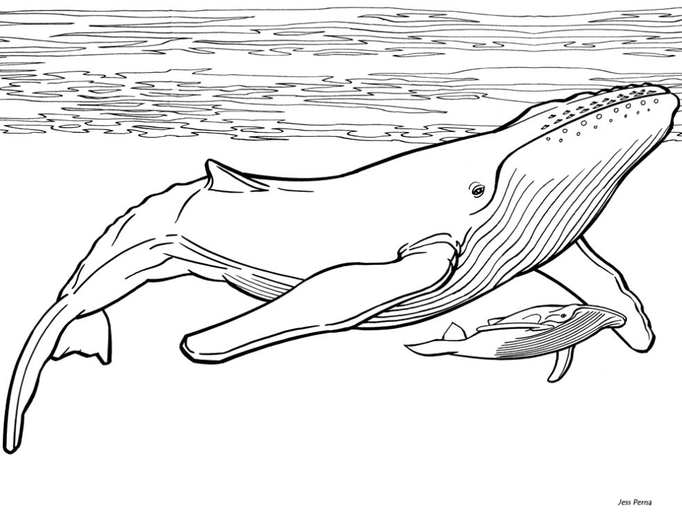 free printable whale coloring pages
