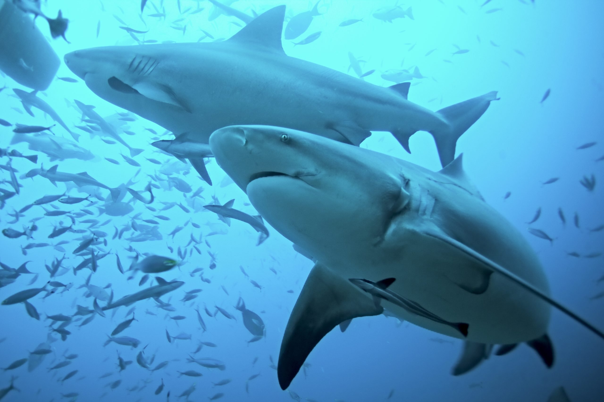 printable bull sharks pictures