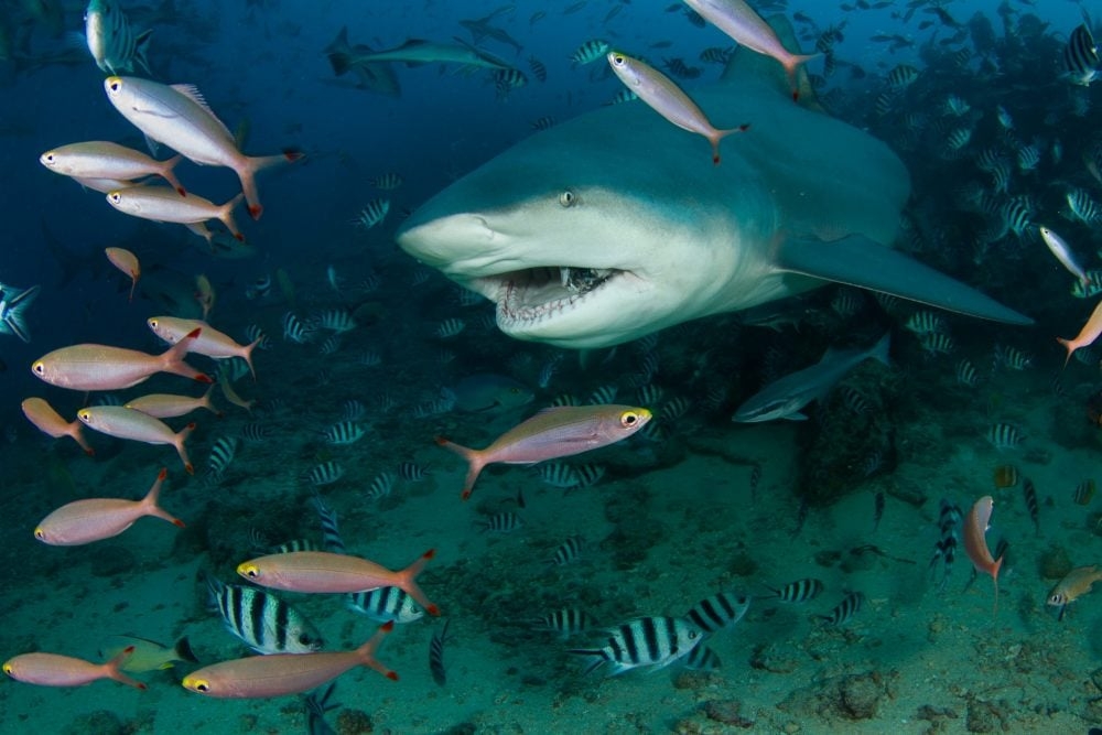 What Do Bull Sharks Eat 