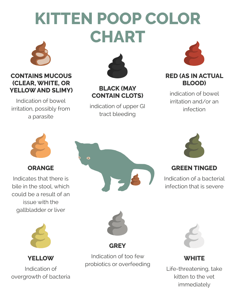 When Do Kittens Start Pooping With Poo Color Chart 40 OFF When Do Kittens Start Pooping With Poo Color Chart 40 OFF