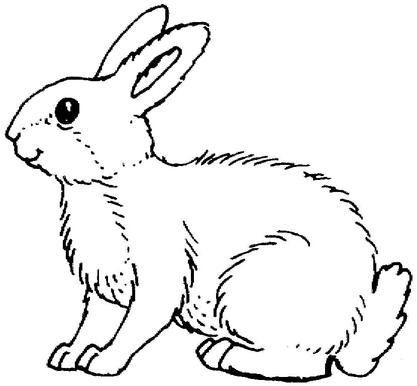 White Rabbit Coloring Page Free Printable Coloring Pages For Kids