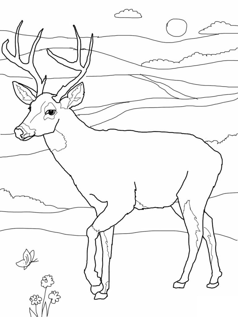 deer coloring sheets free deer coloring sheets free