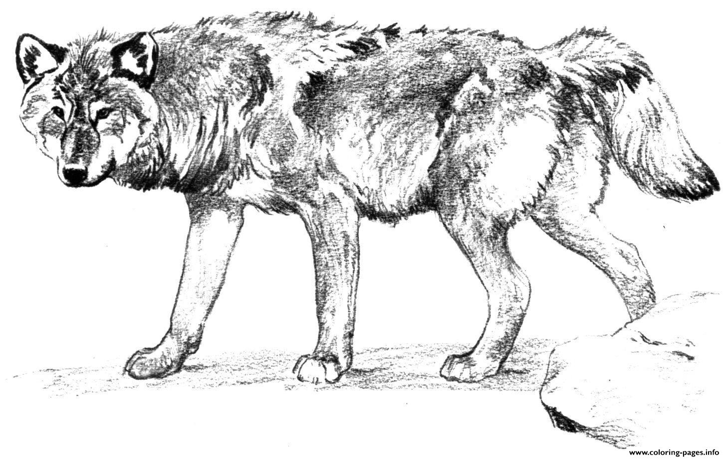 Wolf Alone Coloring Page Printable