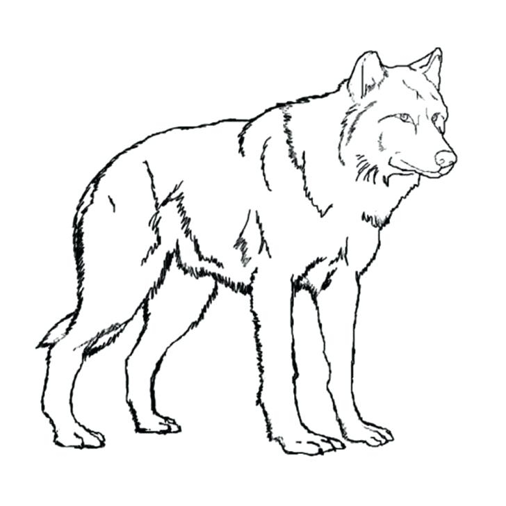 free printable wolf drawing